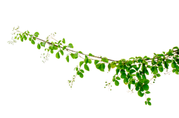 vine frame leaf vine circle Isolate on transparent background PNG file