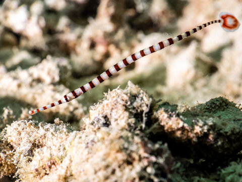 Banded Pipefish (Doryrhamphus Dactyliophorus)