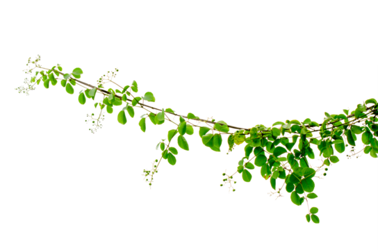 vine frame leaf vine circle Isolate on transparent background PNG file