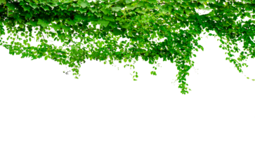 vine frame leaf vine circle Isolate on transparent background PNG file