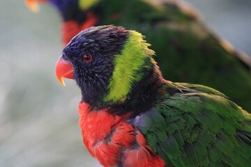 Vivid Rainbow Lorikeet: A rainbow lorikeet with striking red, green, and blue feathers, suitable for exotic bird and vibrant color themes.
