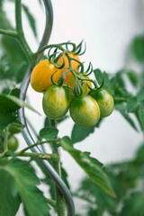 a bunch of yellow cherry tomatoes growing on a bush