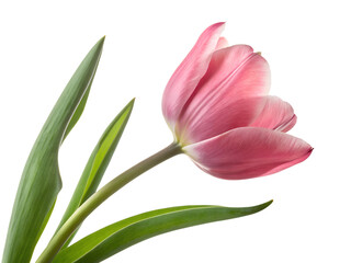 Obraz premium Pink Tulip on Black Background