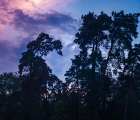 Twilight view of tall trees silhouetted against a colorful sky at dusk in a serene natural setting