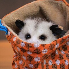 Adorable Opossum in Bag: Cute baby opossum peeking out of a patterned, Halloween-themed bag, perfect for wildlife rescue and adorable animal themes.  © Steam Cone Story