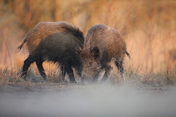 Dzik, (Sus scrofa), wild boar, boar  © Bartosz Rakoczy