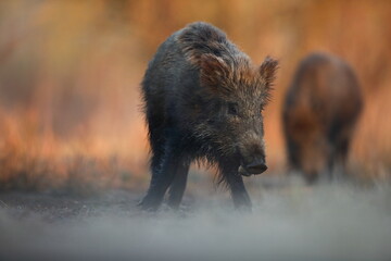 Dzik, (Sus scrofa), wild boar, boar  © Bartosz Rakoczy