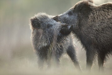 Dzik, (Sus scrofa), wild boar, boar  © Bartosz Rakoczy