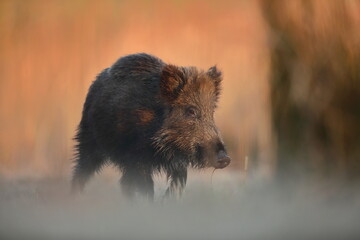 Dzik, (Sus scrofa), wild boar, boar  © Bartosz Rakoczy