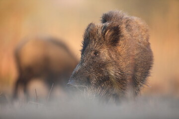 Dzik, (Sus scrofa), wild boar, boar  © Bartosz Rakoczy