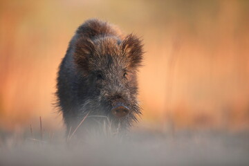 Dzik, (Sus scrofa), wild boar, boar  © Bartosz Rakoczy