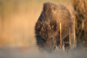 Dzik, (Sus scrofa), wild boar, boar  © Bartosz Rakoczy