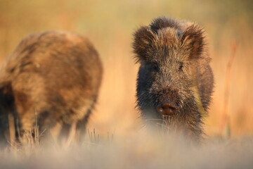 Dzik, (Sus scrofa), wild boar, boar  © Bartosz Rakoczy