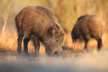 Dzik, (Sus scrofa), wild boar, boar  © Bartosz Rakoczy