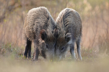 Dzik, (Sus scrofa), wild boar, boar  © Bartosz Rakoczy