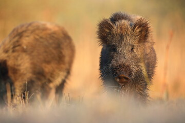 Dzik, (Sus scrofa), wild boar, boar  © Bartosz Rakoczy