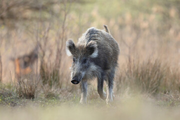 Dzik, (Sus scrofa), wild boar, boar  © Bartosz Rakoczy