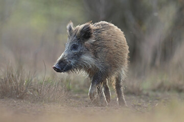 Dzik, (Sus scrofa), wild boar, boar  © Bartosz Rakoczy