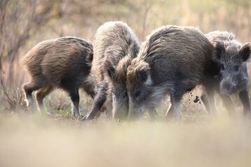 Dzik, (Sus scrofa), wild boar, boar  © Bartosz Rakoczy