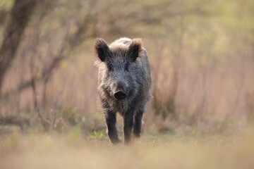 Dzik, (Sus scrofa), wild boar, boar  © Bartosz Rakoczy
