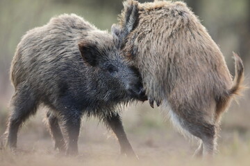 Dzik, (Sus scrofa), wild boar, boar  © Bartosz Rakoczy