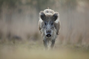 Dzik, (Sus scrofa), wild boar, boar  © Bartosz Rakoczy