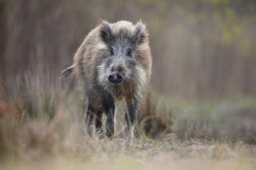 Dzik, (Sus scrofa), wild boar, boar  © Bartosz Rakoczy