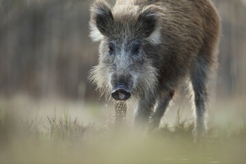 Dzik, (Sus scrofa), wild boar, boar  © Bartosz Rakoczy