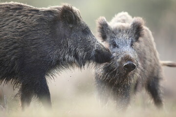 Dzik, (Sus scrofa), wild boar, boar  © Bartosz Rakoczy