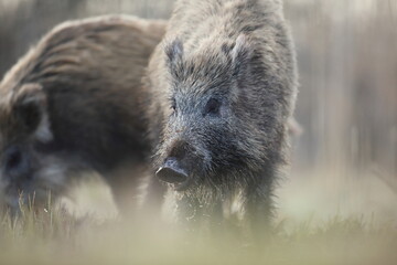 Dzik, (Sus scrofa), wild boar, boar  © Bartosz Rakoczy