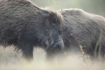 Dzik, (Sus scrofa), wild boar, boar 