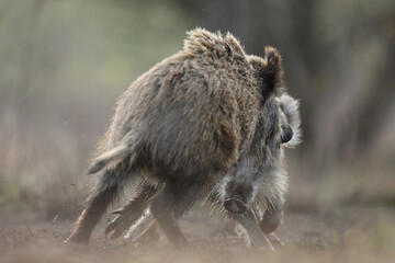 Dzik, (Sus scrofa), wild boar, boar  © Bartosz Rakoczy