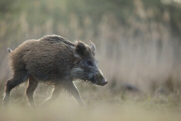 Dzik, (Sus scrofa), wild boar, boar  © Bartosz Rakoczy