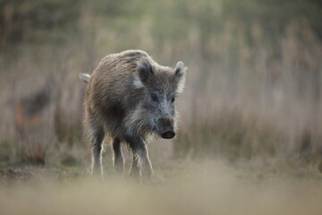 Dzik, (Sus scrofa), wild boar, boar  © Bartosz Rakoczy