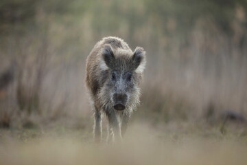 Dzik, (Sus scrofa), wild boar, boar  © Bartosz Rakoczy