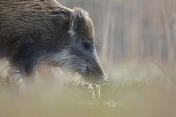 Dzik, (Sus scrofa), wild boar, boar  © Bartosz Rakoczy