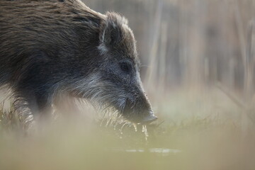 Dzik, (Sus scrofa), wild boar, boar  © Bartosz Rakoczy