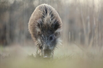 Dzik, (Sus scrofa), wild boar, boar  © Bartosz Rakoczy