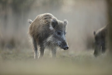 Dzik, (Sus scrofa), wild boar, boar  © Bartosz Rakoczy