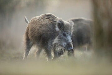 Dzik, (Sus scrofa), wild boar, boar  © Bartosz Rakoczy