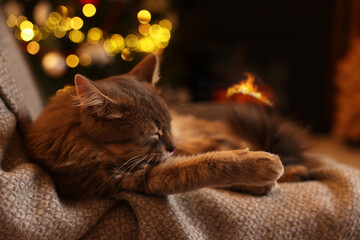 Cute fluffy cat on armchair against blurred Christmas lights, space for text