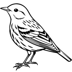 Yellow warbler silhouette vector  on white background.