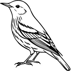 Yellow warbler silhouette vector  on white background.