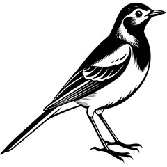 Wagtail silhouette vector on white background.