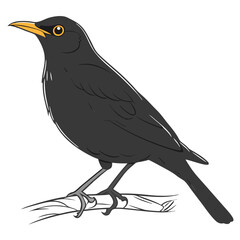 Common blackbird on white background.
