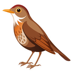 Thrush on white background
