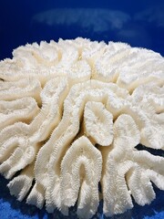 Faviidae in a blue background storage room © 慕思語