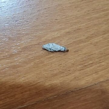 Phereoeca uterella, also known as plaster bagworm or household casebearer, crawling on a wooden surface. 