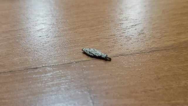 Phereoeca uterella, also known as plaster bagworm or household casebearer, crawling on a wooden surface. 