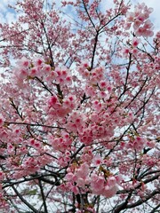 A full-frame cherry blossom tree against a blue sky during the daytime P. transarisanensis

